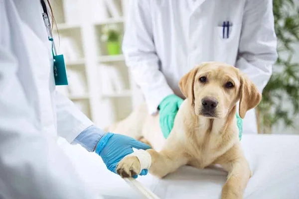 Pet Clinic