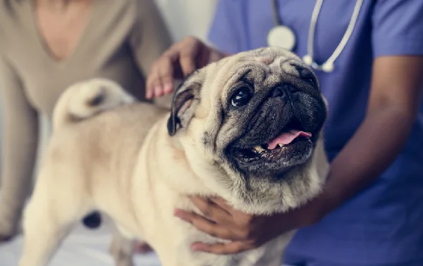 Home Visit Veterinary