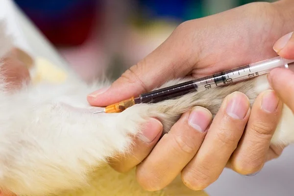 Pet Blood Test